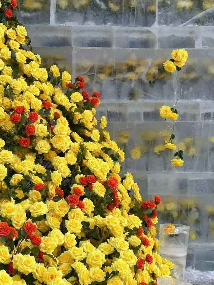 哈尔滨的冰封玫瑰惊艳图片_1