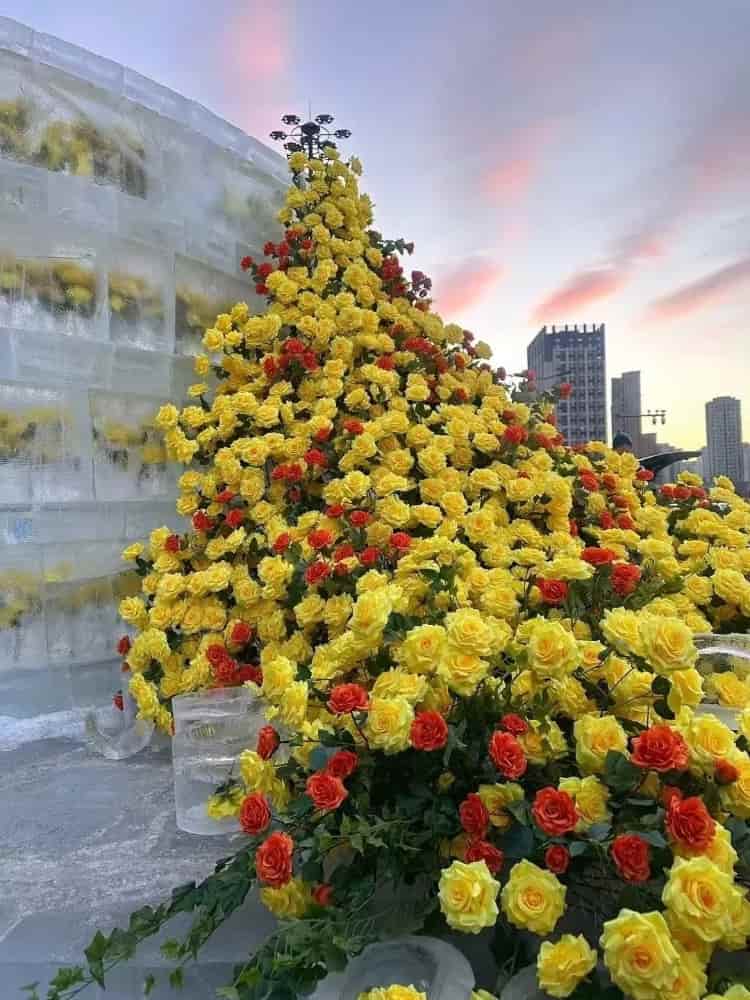 哈尔滨的冰封玫瑰惊艳图片_2