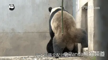 他的巨龙仍不肯退出来大熊猫交配动态图_1