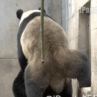 他的巨龙仍不肯退出来大熊猫交配动态图