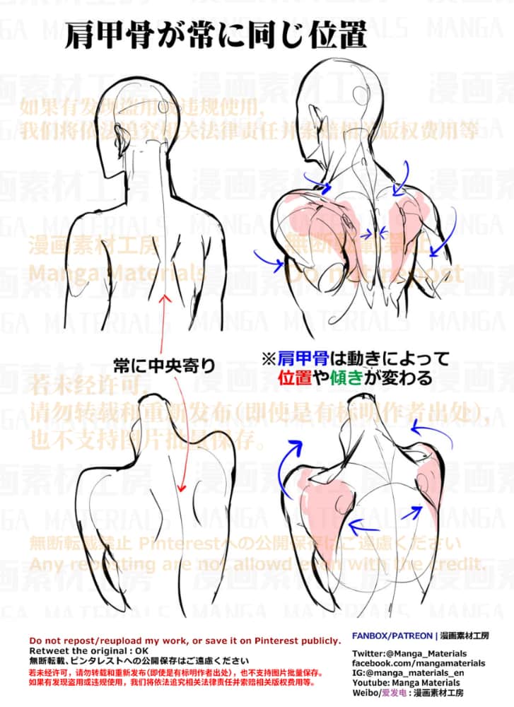 日本网友分享的二次元动漫人物肩胛的画法图文教程_2
