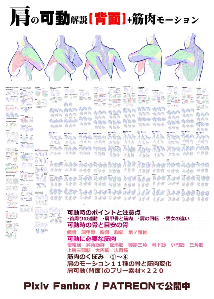 日本网友分享的二次元动漫人物肩胛的画法图文教程_3