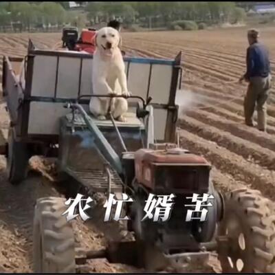 未过门的女婿比驴还能干